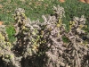 sedona015