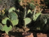 sedona017