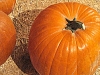 Corn Maze
