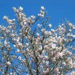 blossoms We arrived during cherry blossom time at DC. The trees were in full bloom.