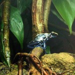 At Shedd Aquarium