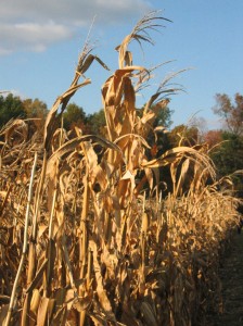 harvest