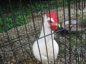 image092 image092