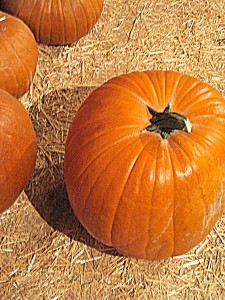 pumpkins