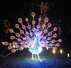 peacock