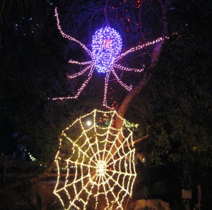 spider