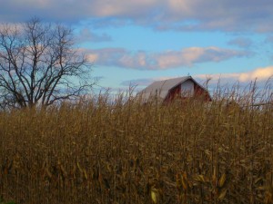 winterbarn