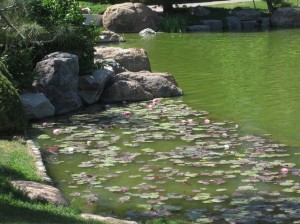 Garden0009
