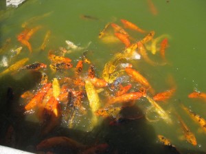 Garden0023